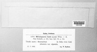 Pucciniastrum guttatum image